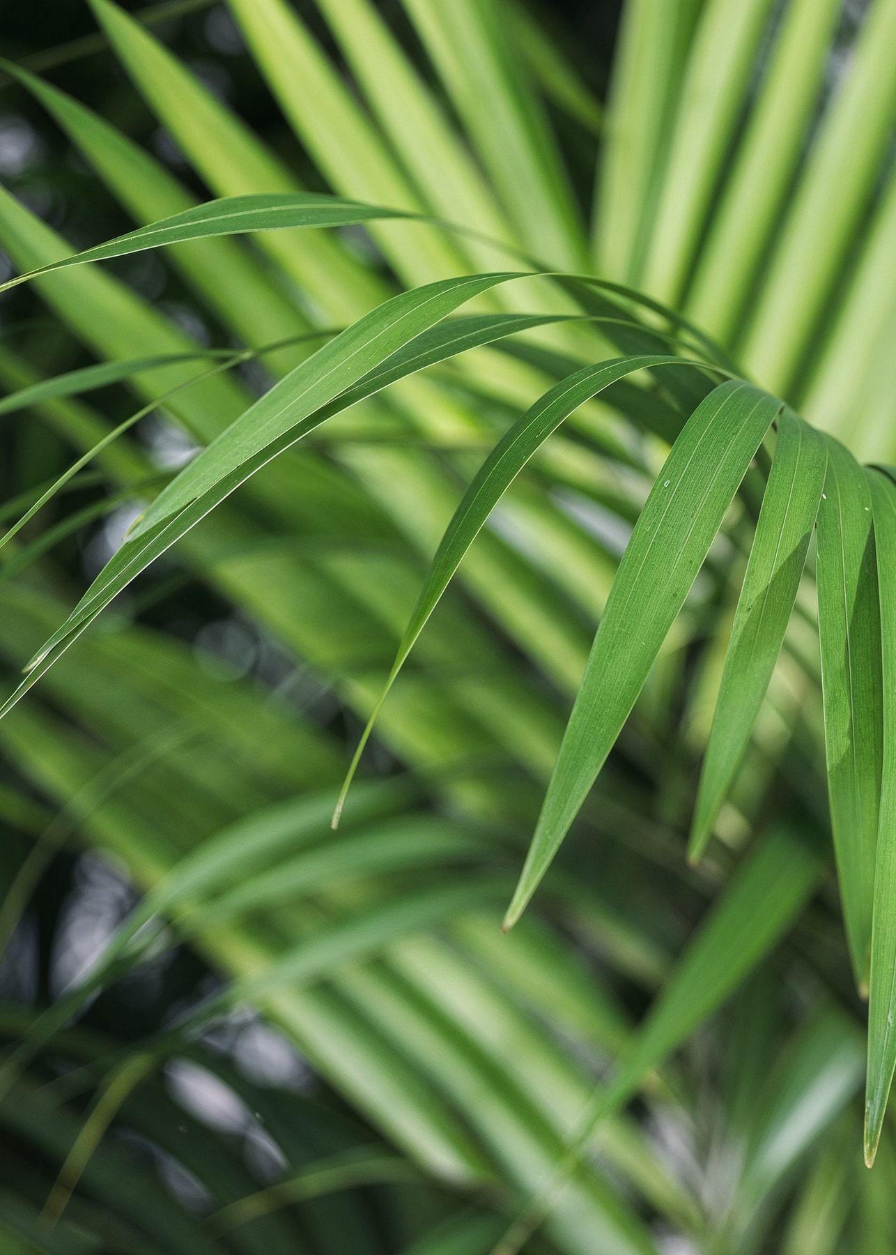 Kentia Palm
