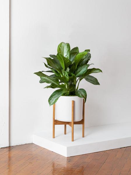 Silver Evergreen