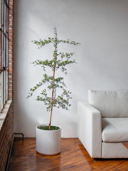 Black Olive Tree