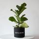 Fiddle Leaf Fig