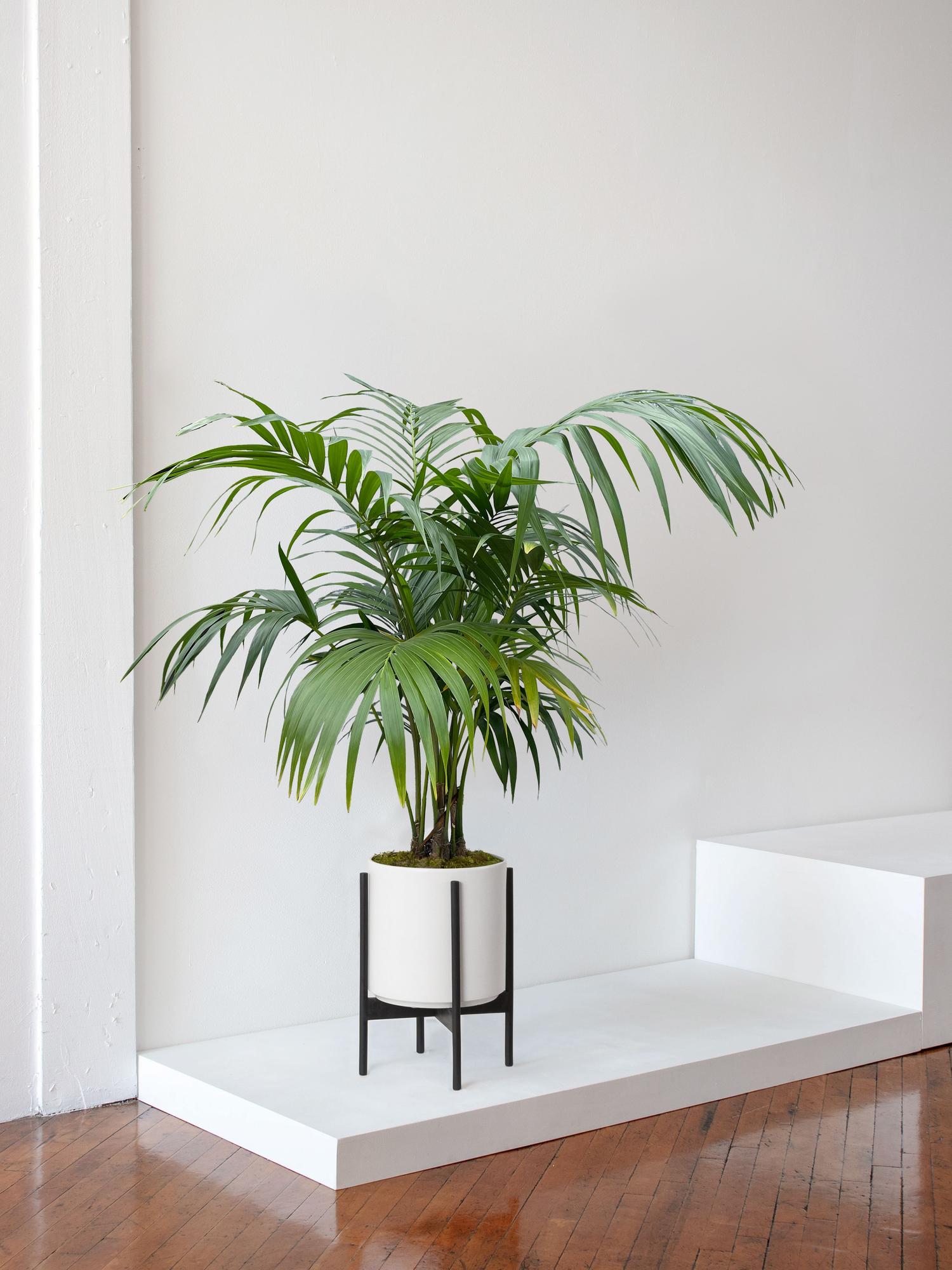 Kentia Palm