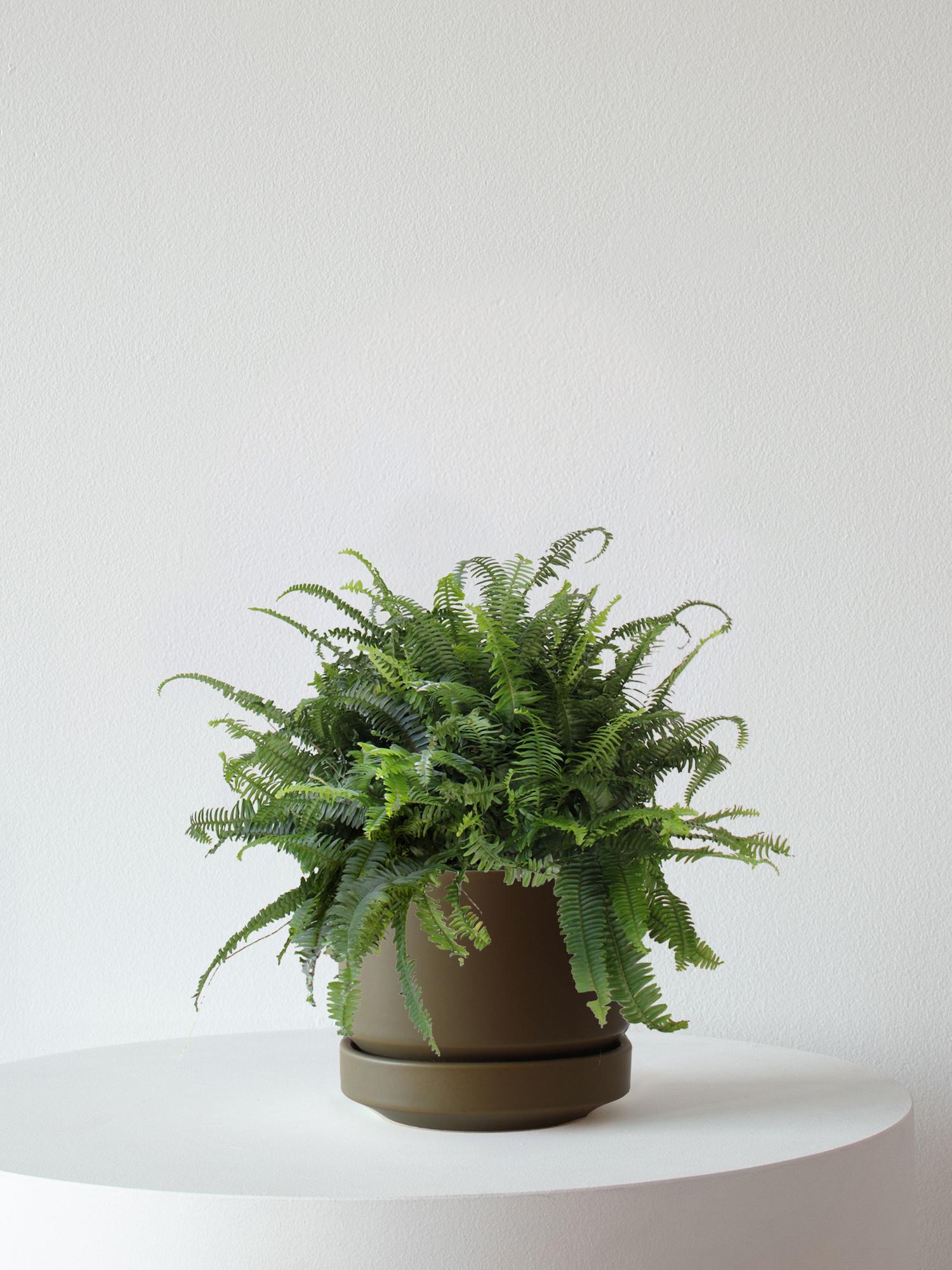Boston Fern - Olive Scandinavian Ceramic 