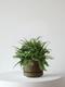 Boston Fern