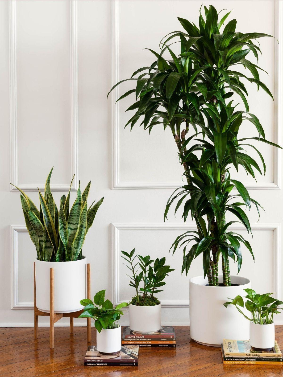XL Easy Care Plant Bundle
