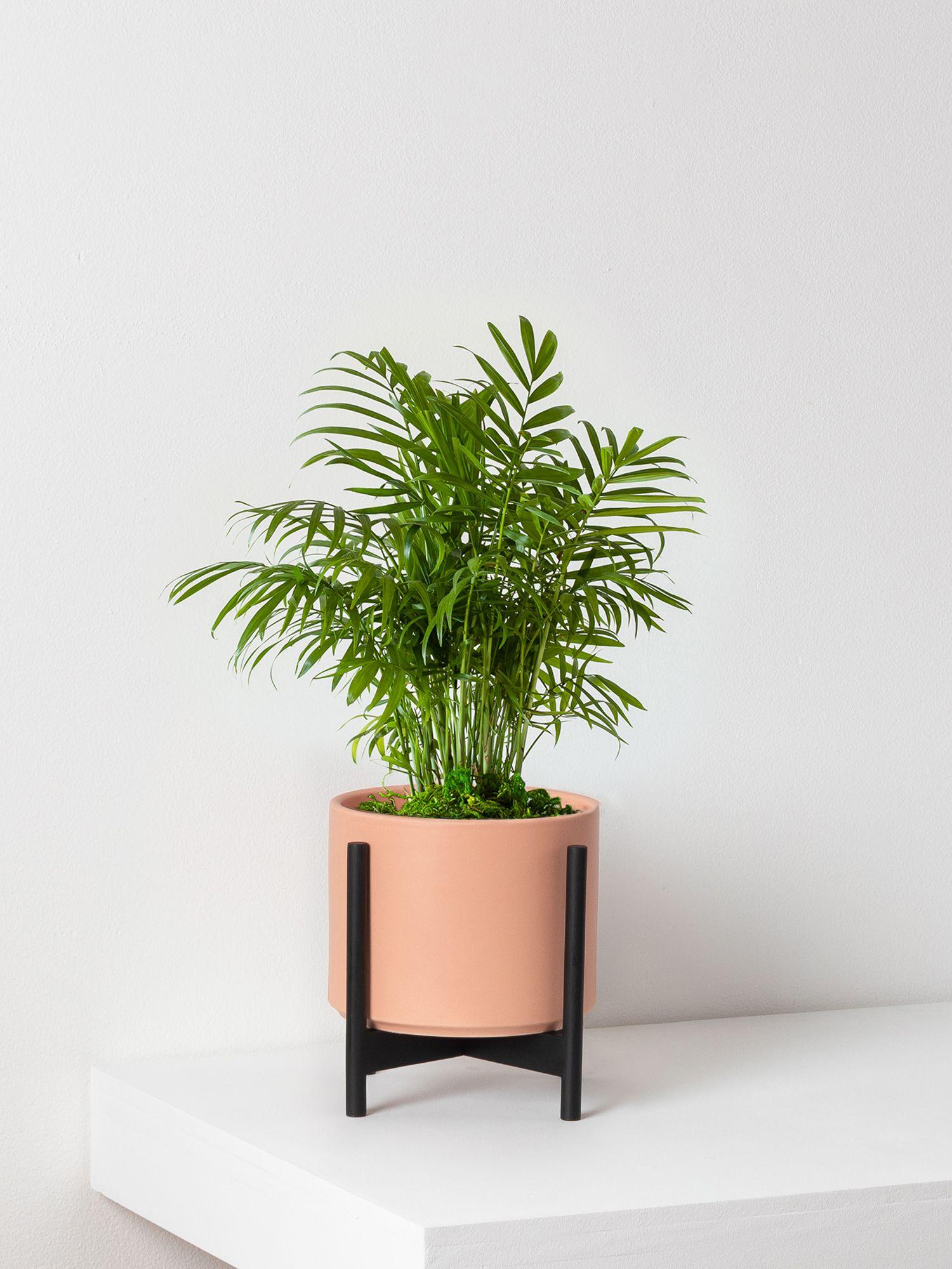 buy pink princess philodendron canada Pink Princess Philodendron  Hey Rooted