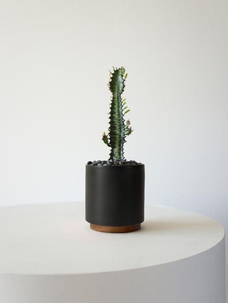 Euphorbia Trigona