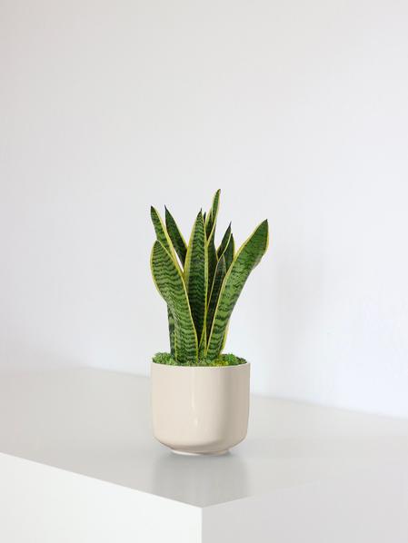 Sansevieria Laurentii