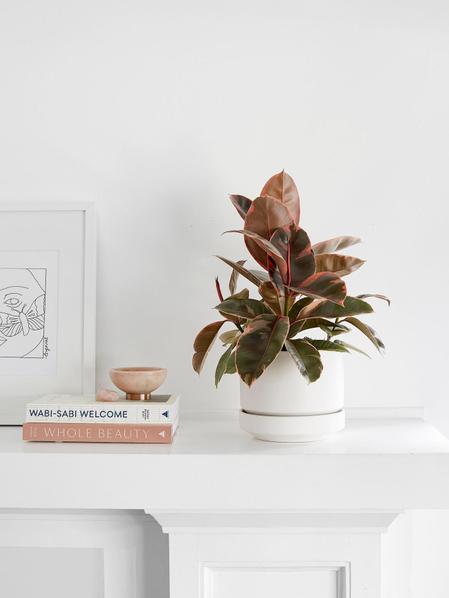 Ruby Ficus