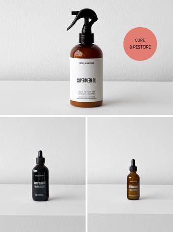 indoor plants picture