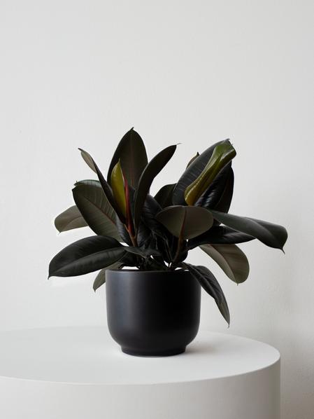 Rubber Plant