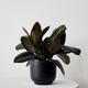 Rubber Plant