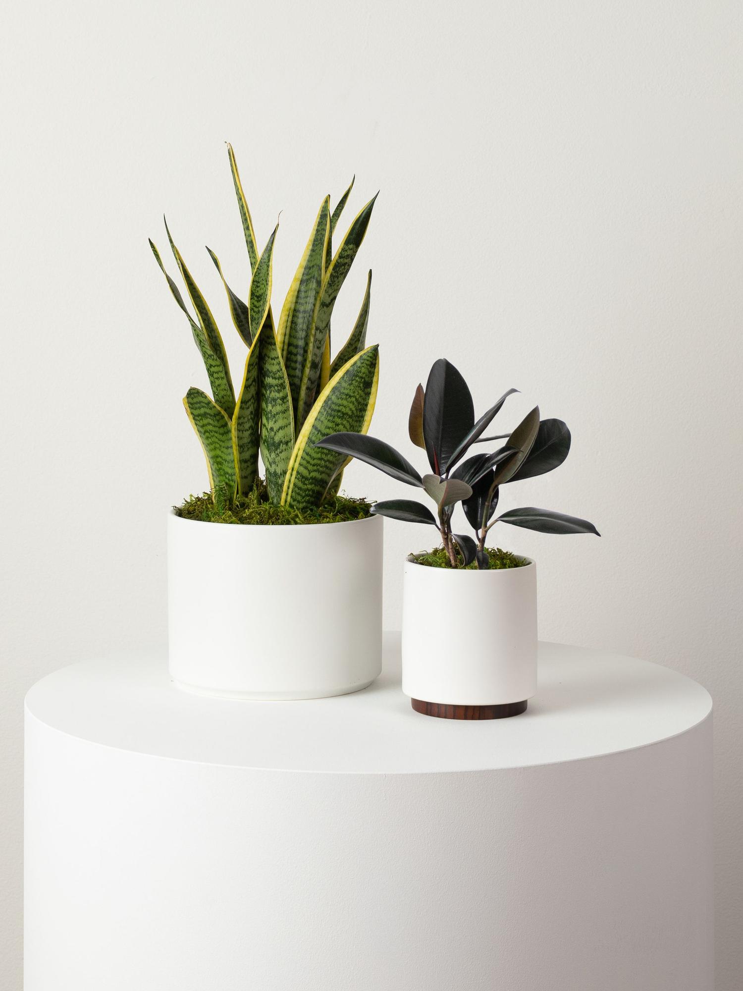 indoor plants picture