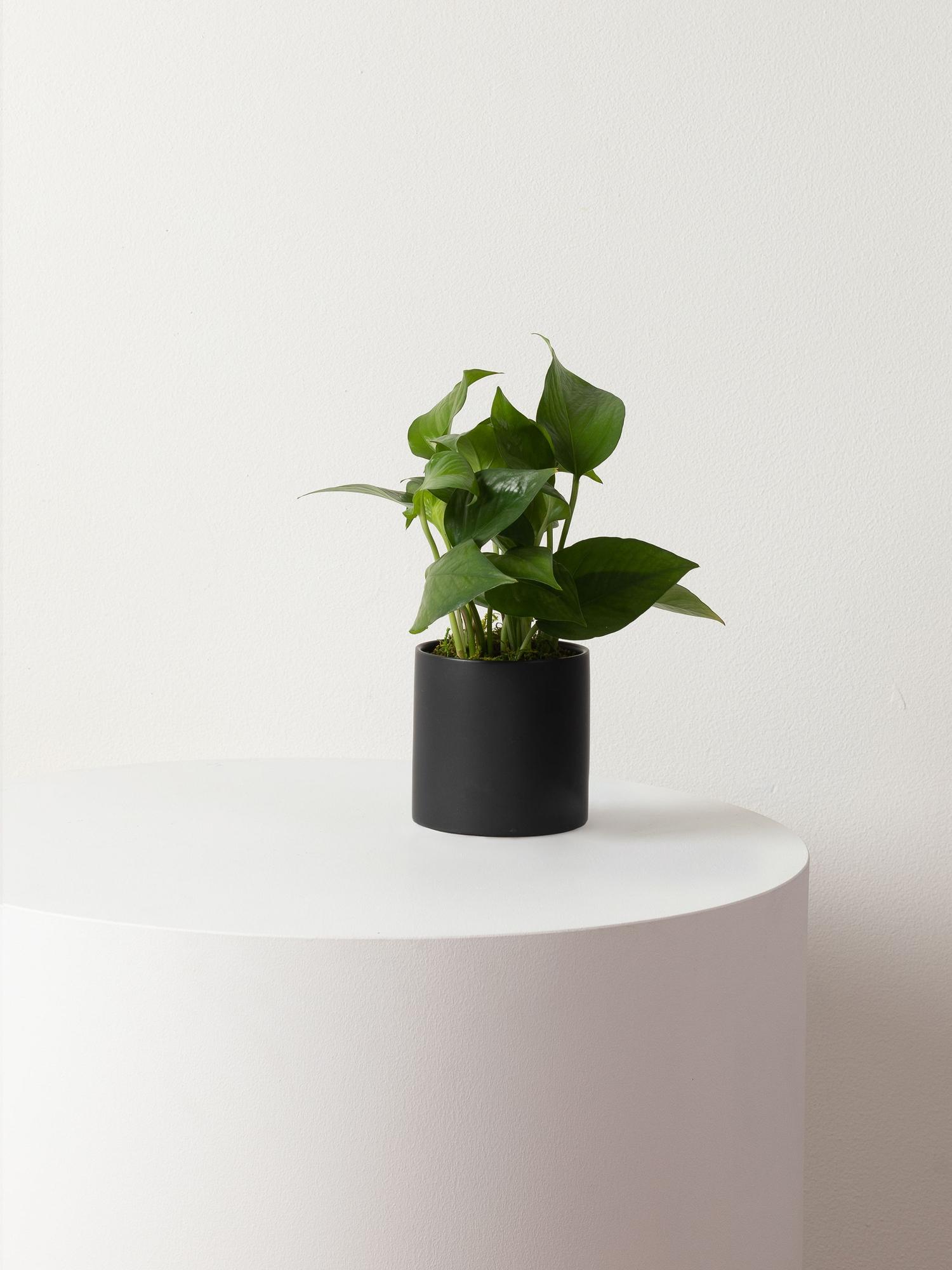 Jade Pothos - Black Mid-Century Ceramic 