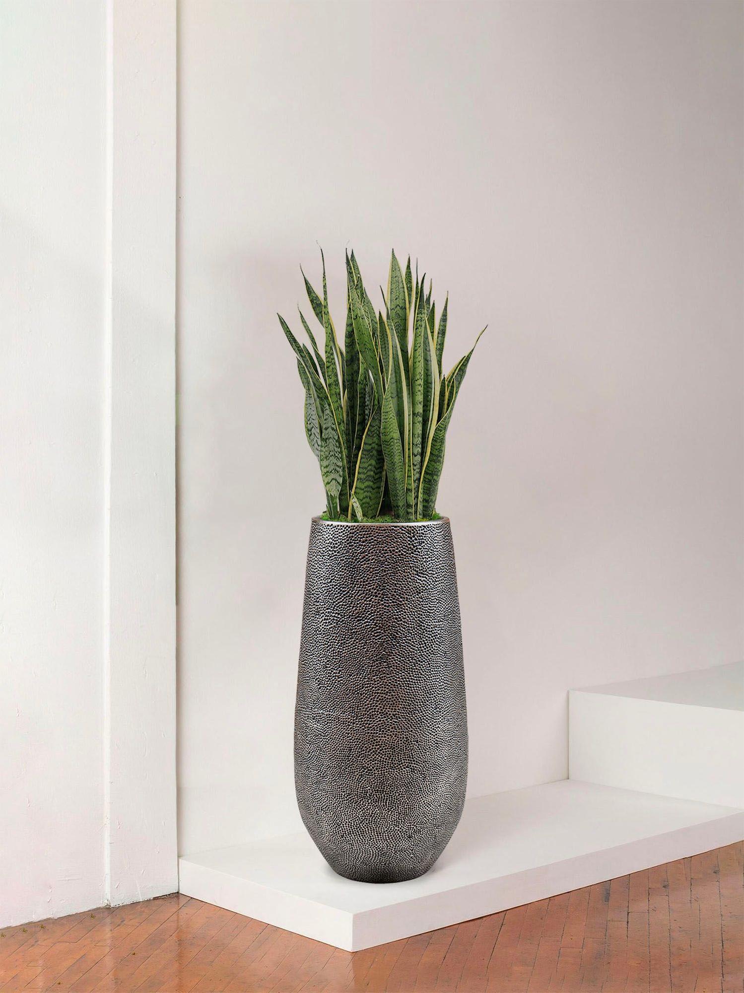 Schlangenpflanze Laurentii Large (1m70) + Dune Topf | Lon & George