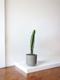 Jade Cactus