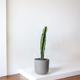 Jade Cactus