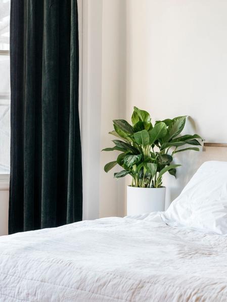 Silver Evergreen