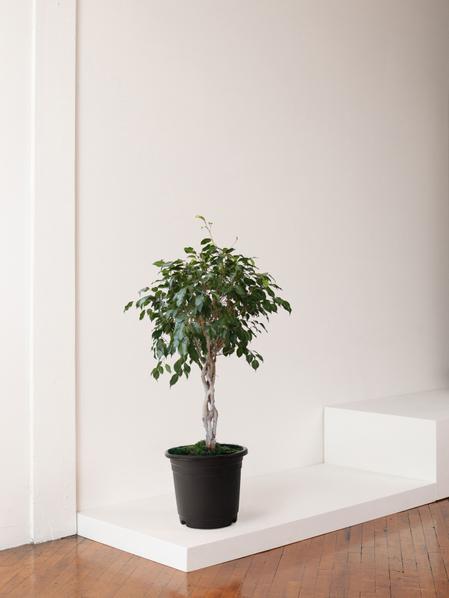 Ficus Benjamina