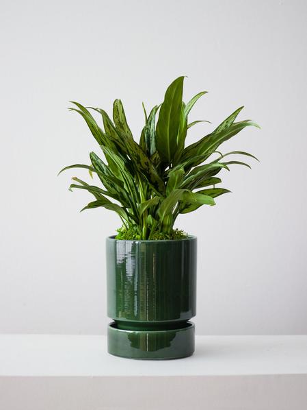 Tiger Evergreen