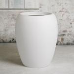 Rubber Tree  - White Calix Pot 