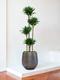 Dracaena Fragrans Compacta