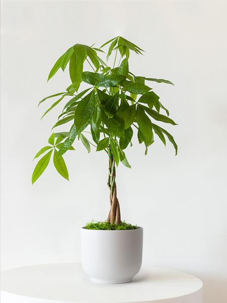 Braided Money Tree
