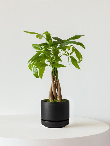 Braided Money Tree