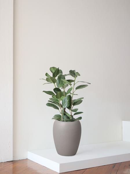 Ficus Audrey