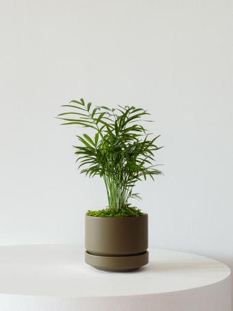 indoor plants picture