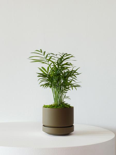 Parlor Palm