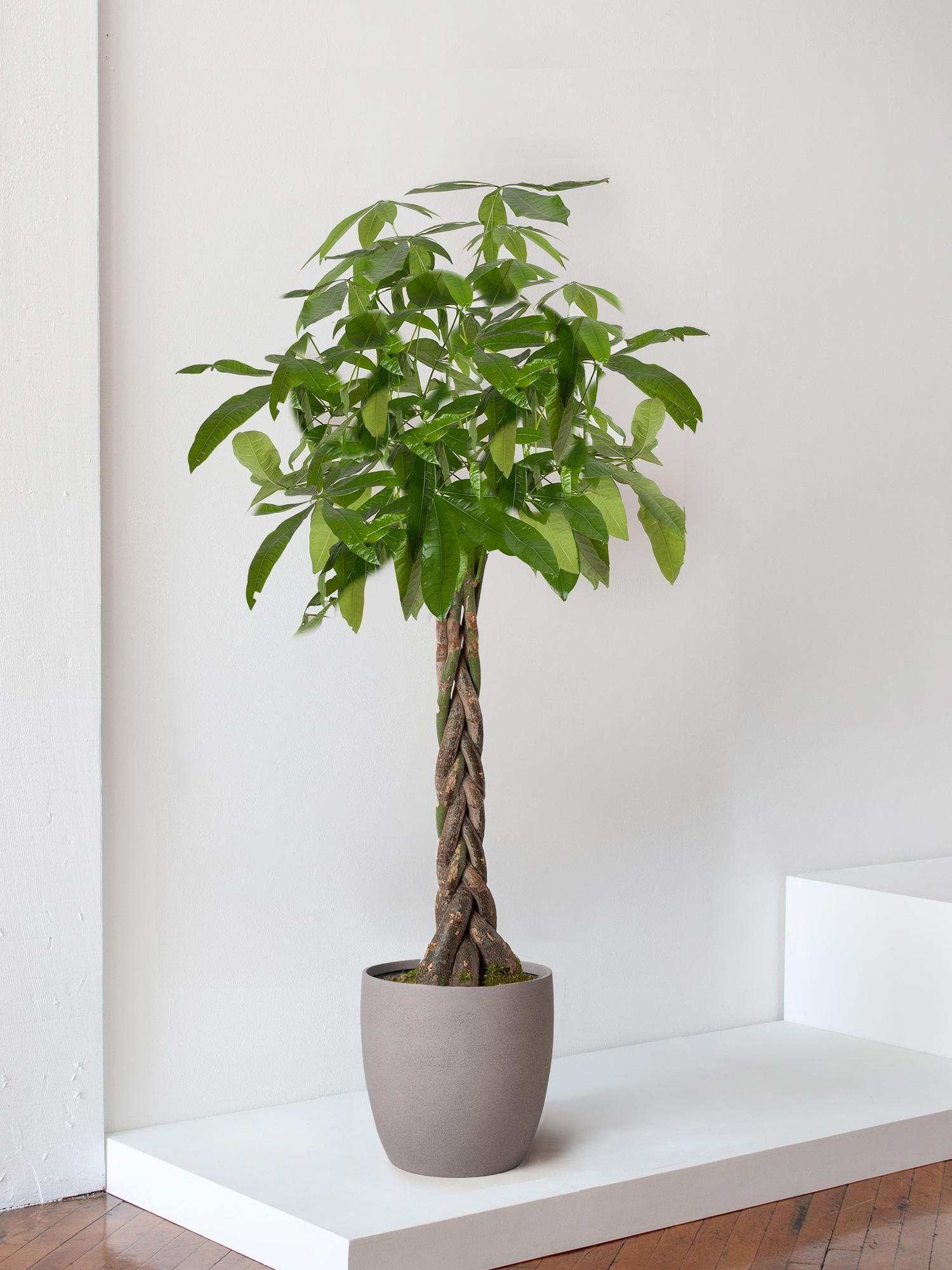 Braided Money Tree