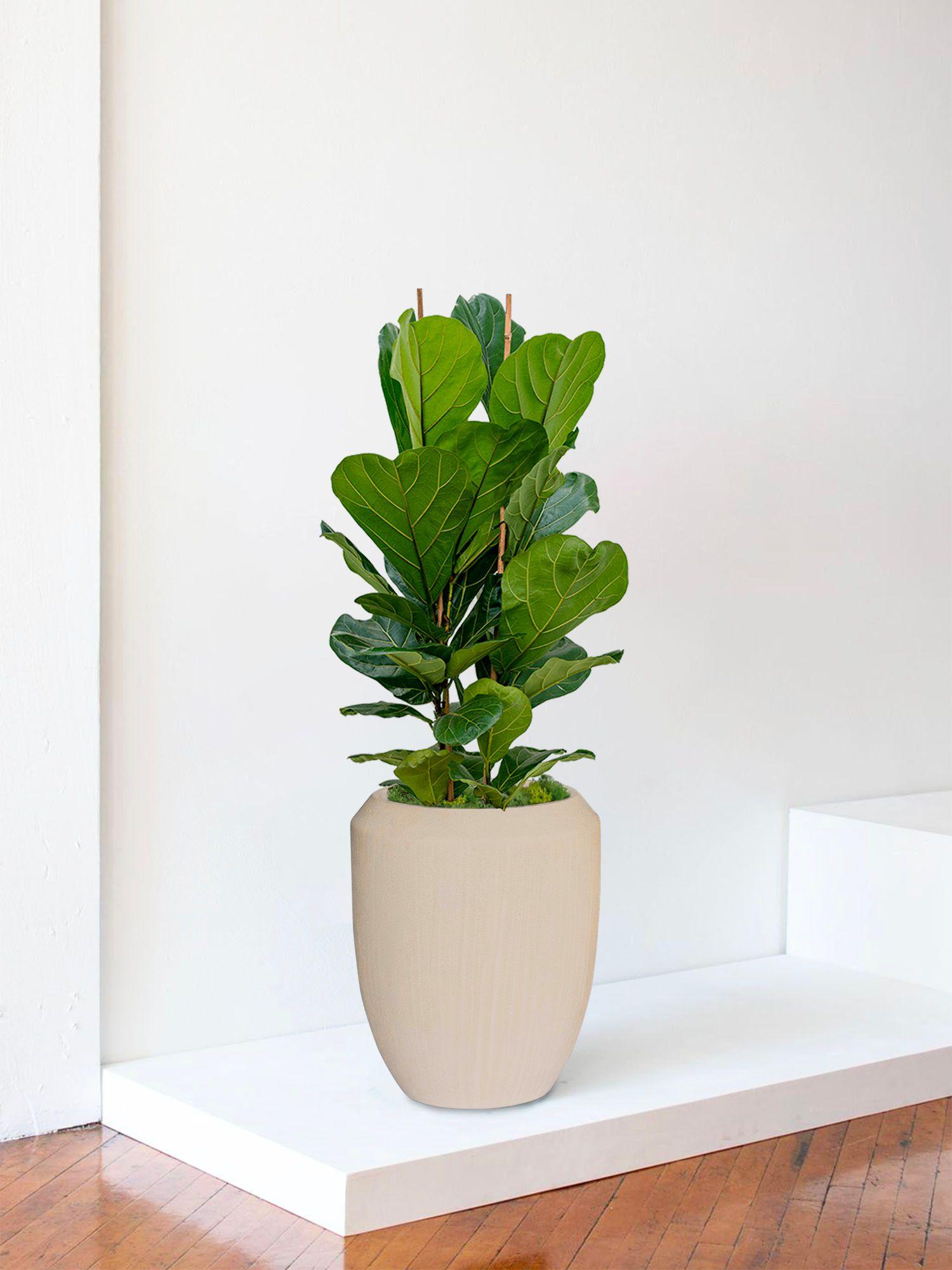 Ficus Lyrata Buisson