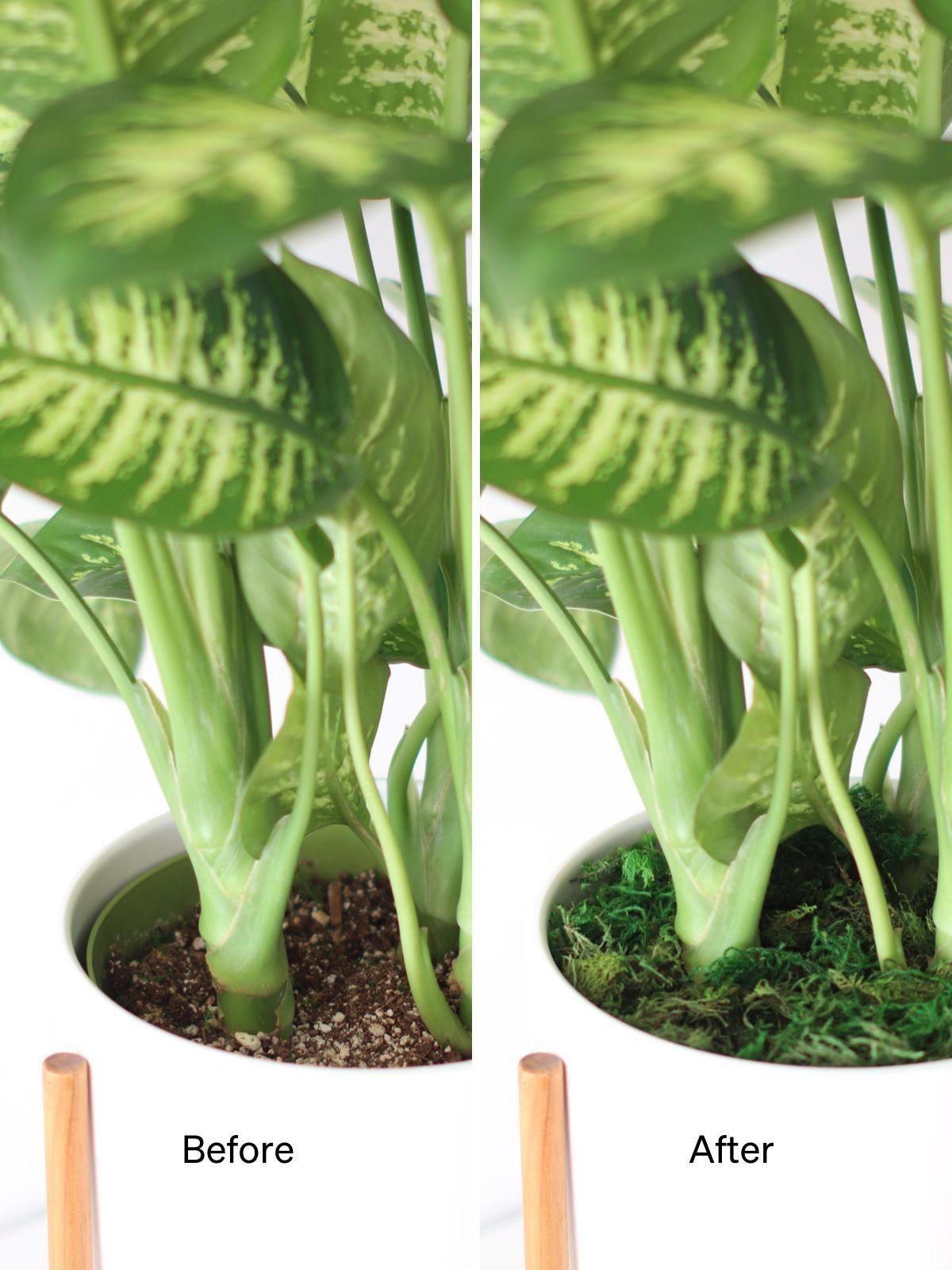 Preserved Forest Moss