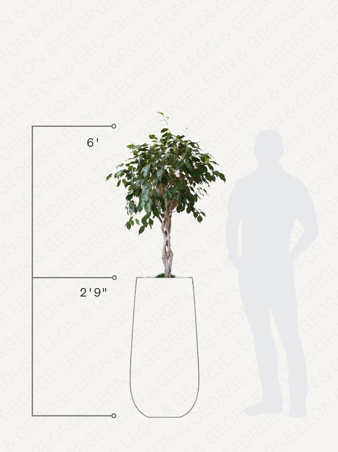 ficus moclame bonsai Ficus Moclame: Ficus microcarpa - 17 inch pot