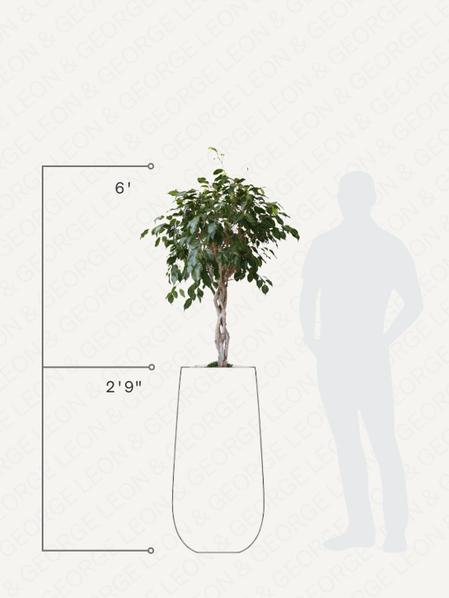 Ficus Benjamina
