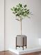 Ficus Audrey Tree