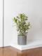Dracaena Song of India