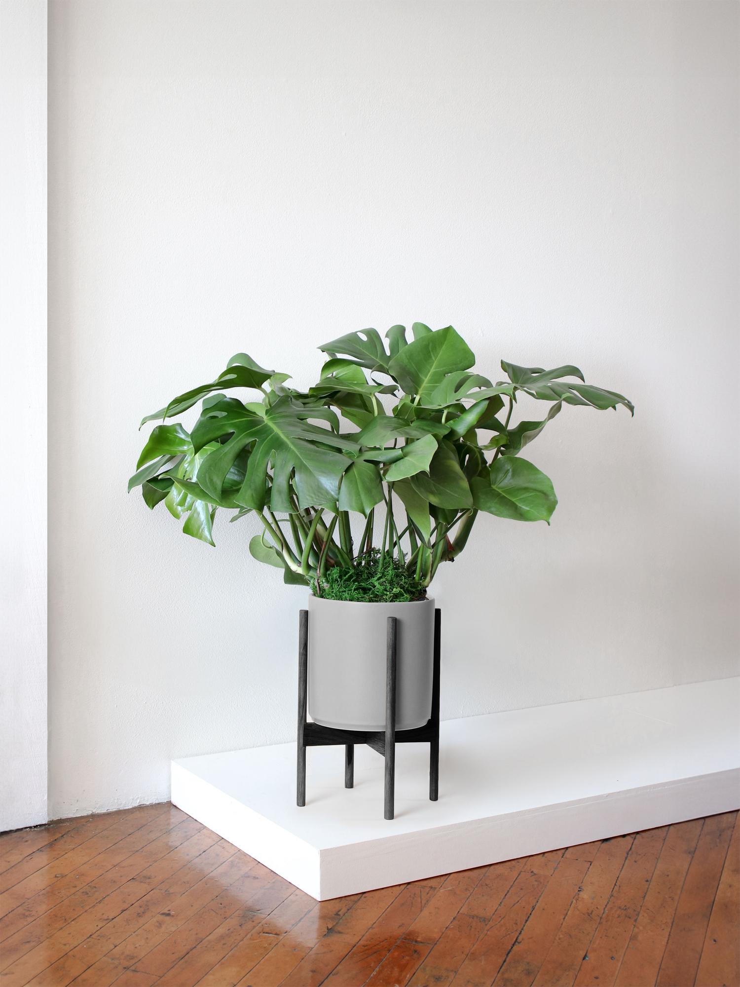 Monstera Deliciosa With Mid-Century Pot Large 2 ½ ft tall – White