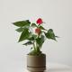 Anthurium - King of Hearts