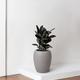 Rubber Tree