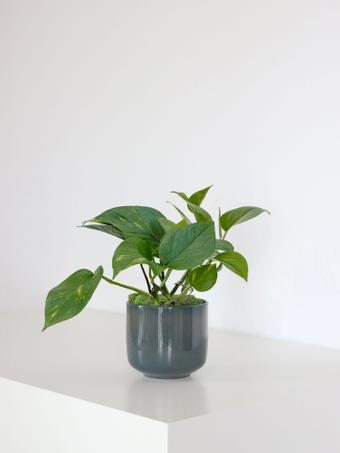 indoor plants picture