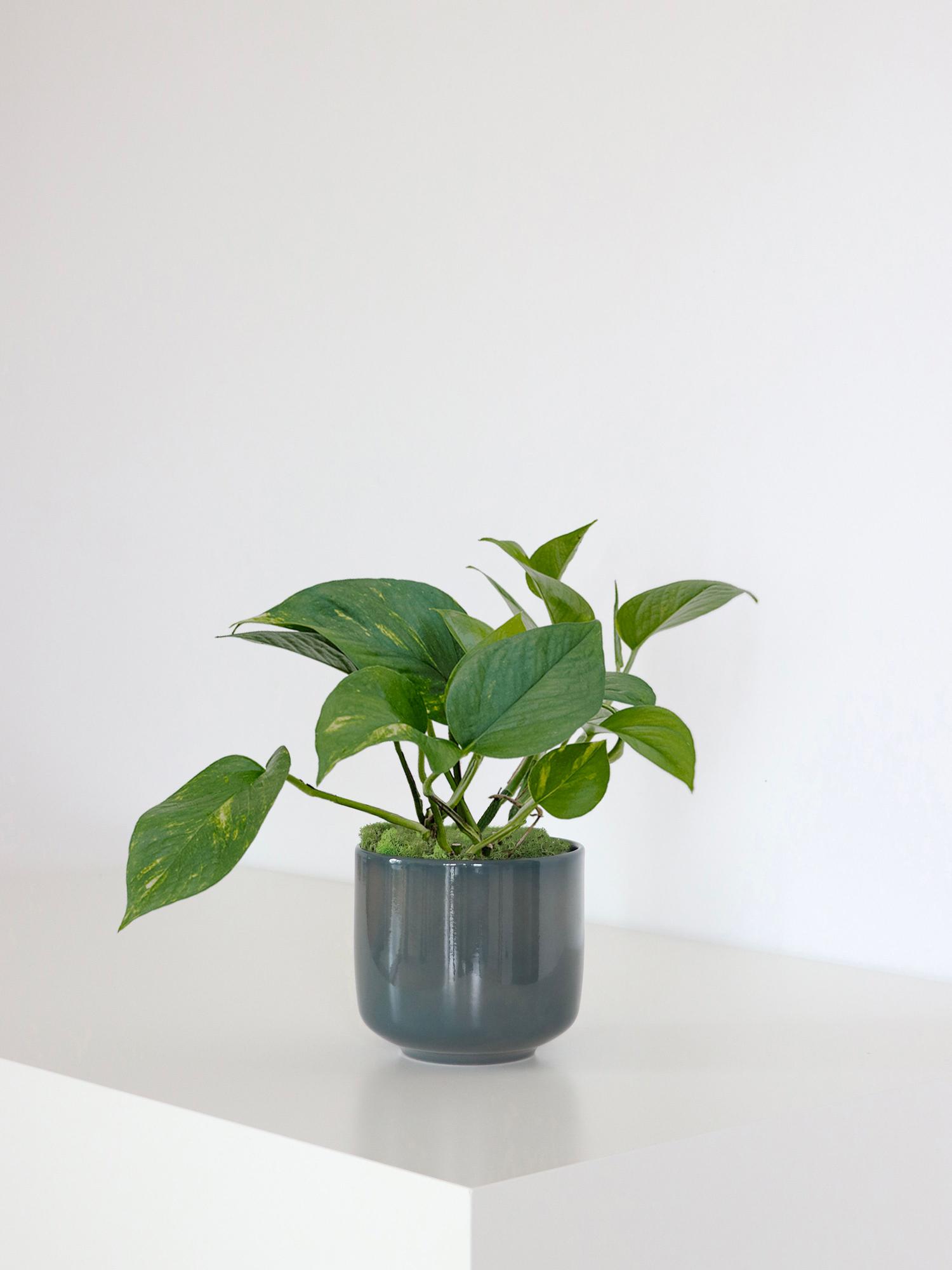 Pothos Cascade Small 35cm Curvy, potted plant, shipped by Léon &