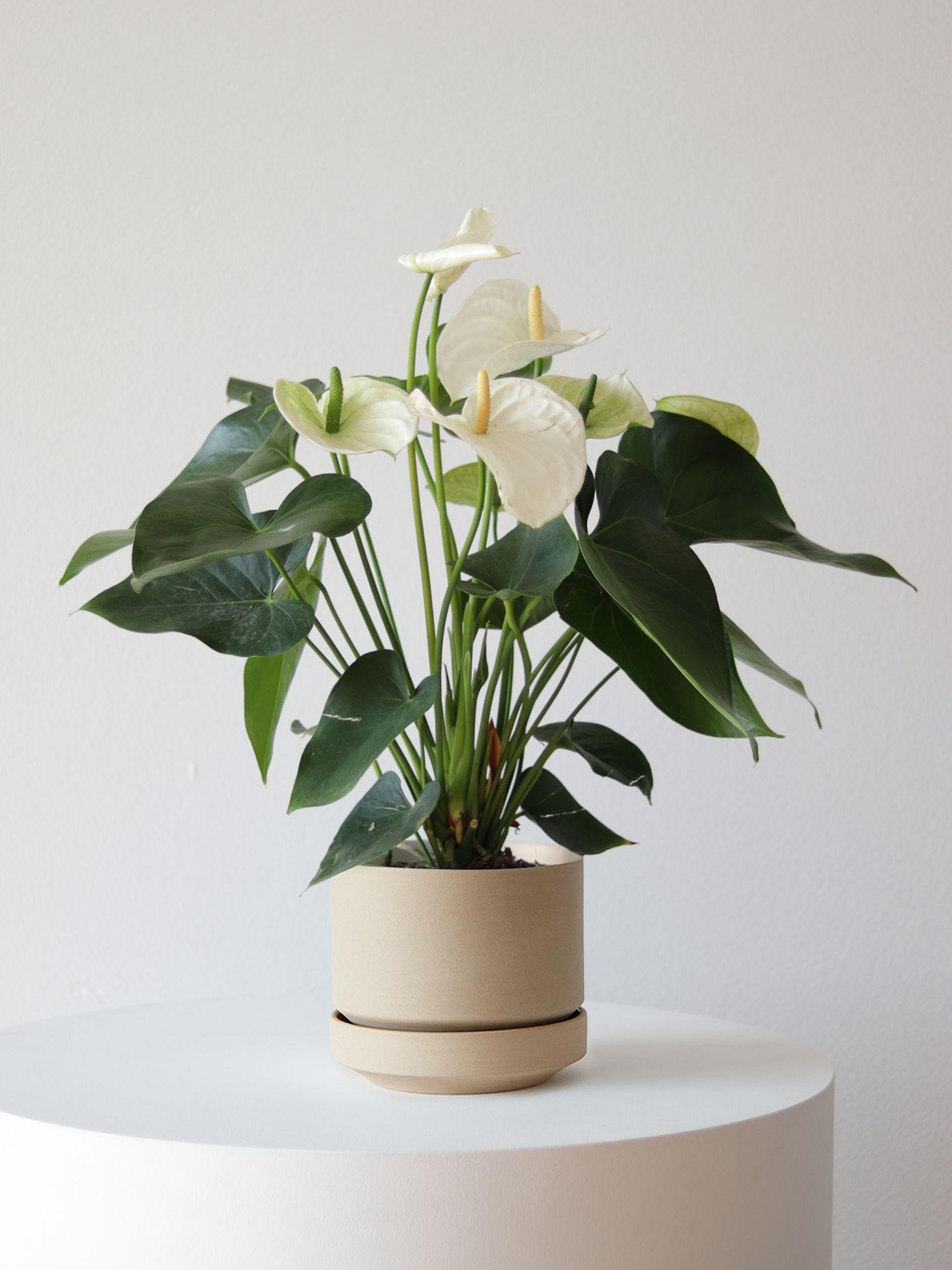 Anthurium - Queen of Spades Medium (1-2 ft tall) – White Mid-Century ...