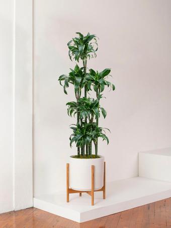 indoor plants picture