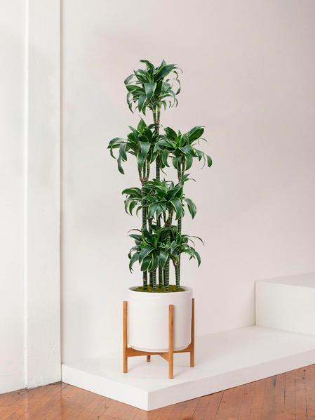 Dracaena Fragrans Dorado
