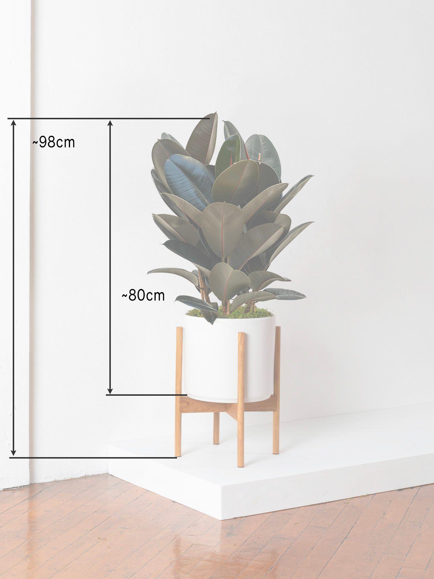 Ficus Elastica Abidjan