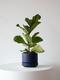 Fiddle Leaf Fig Plant