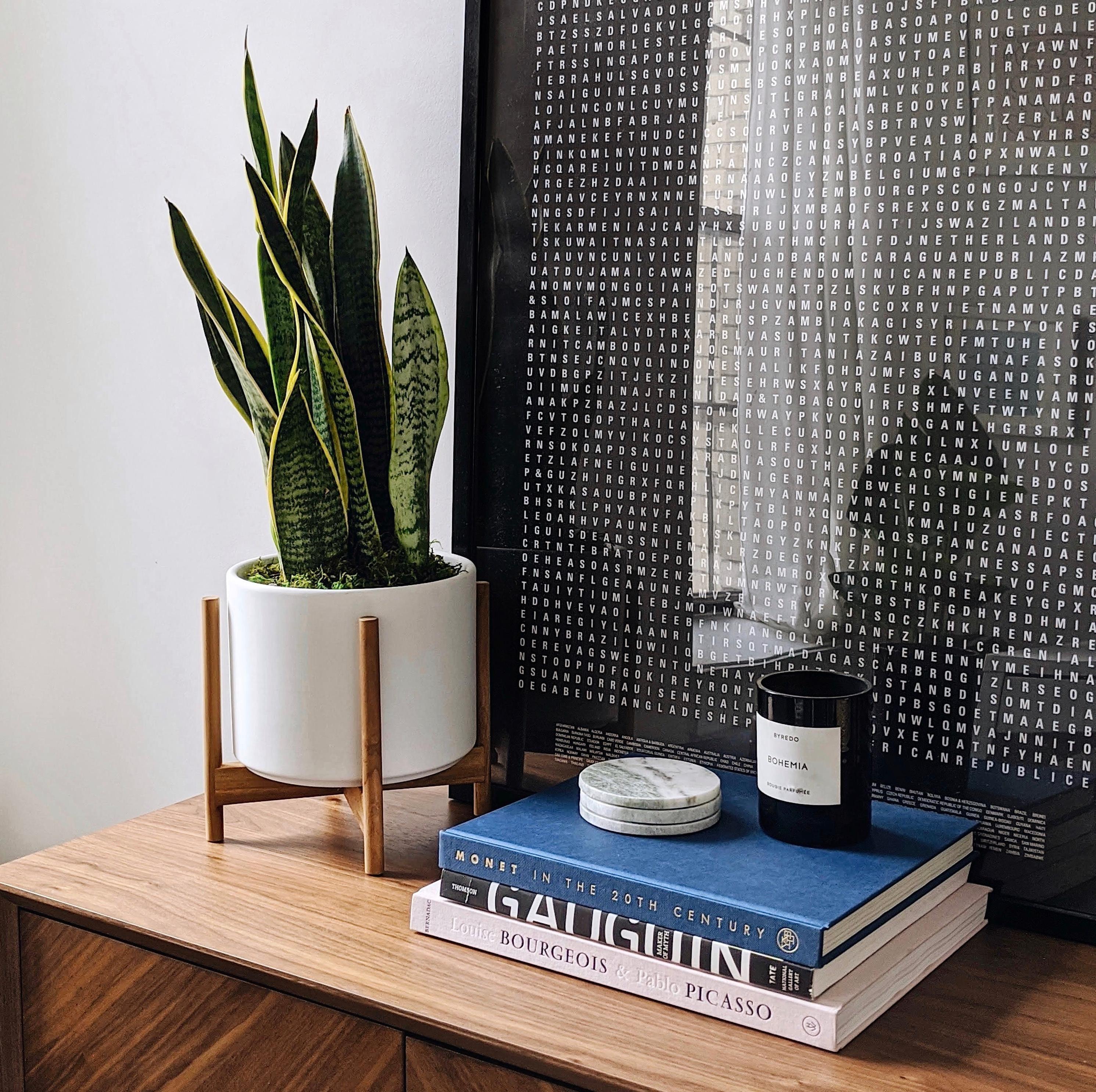 Sansevieria Laurentii