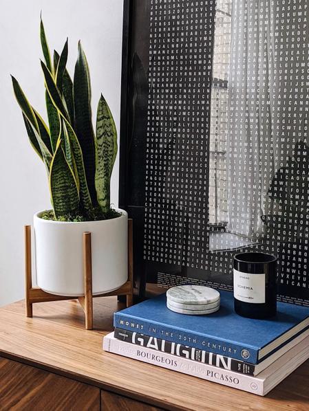 Sansevieria Laurentii