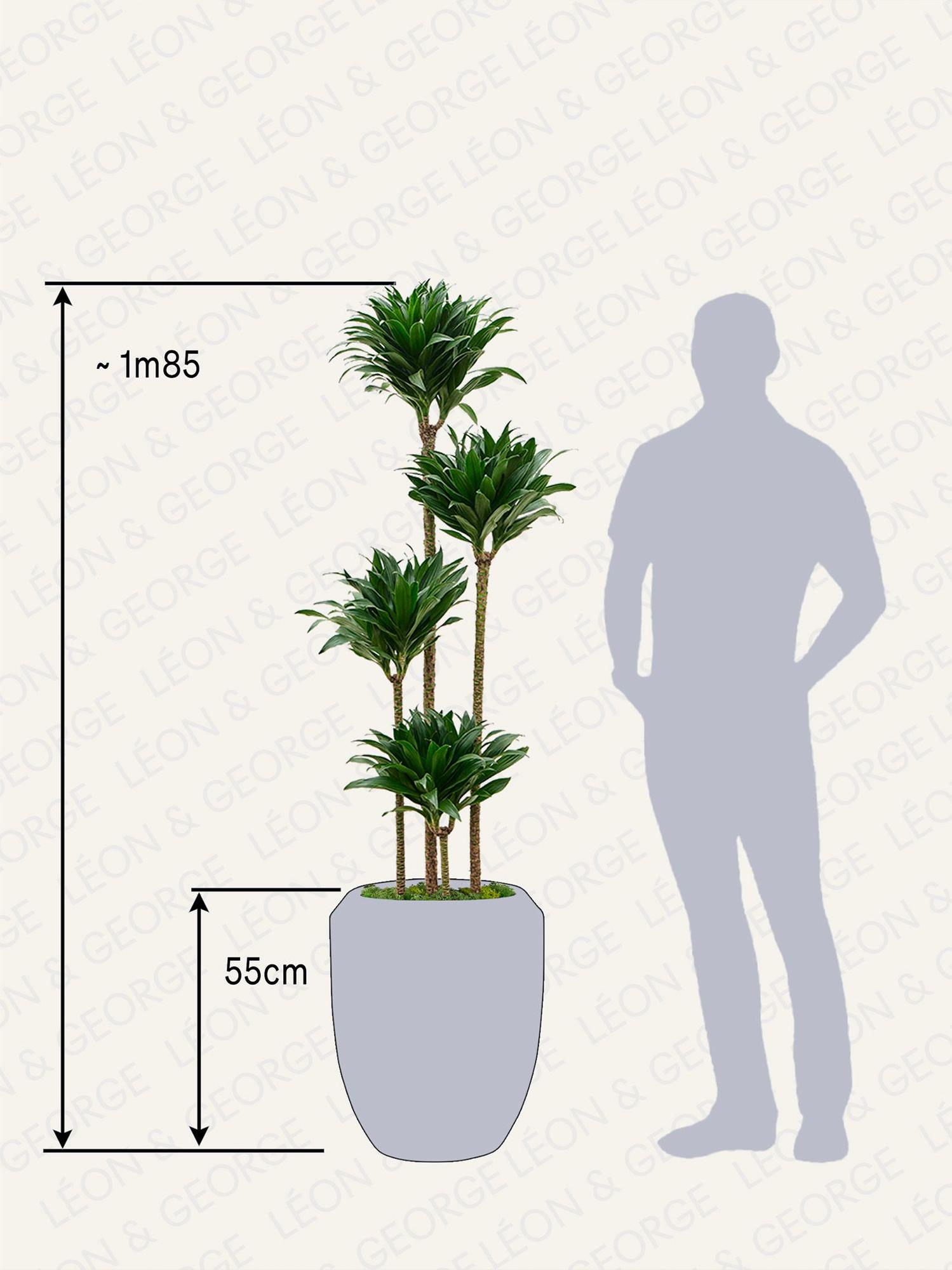 Dracaena Fragrans Compacta